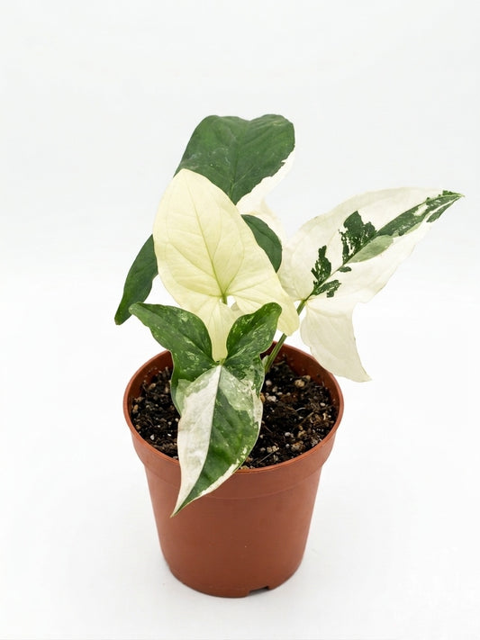 Singonio variegado