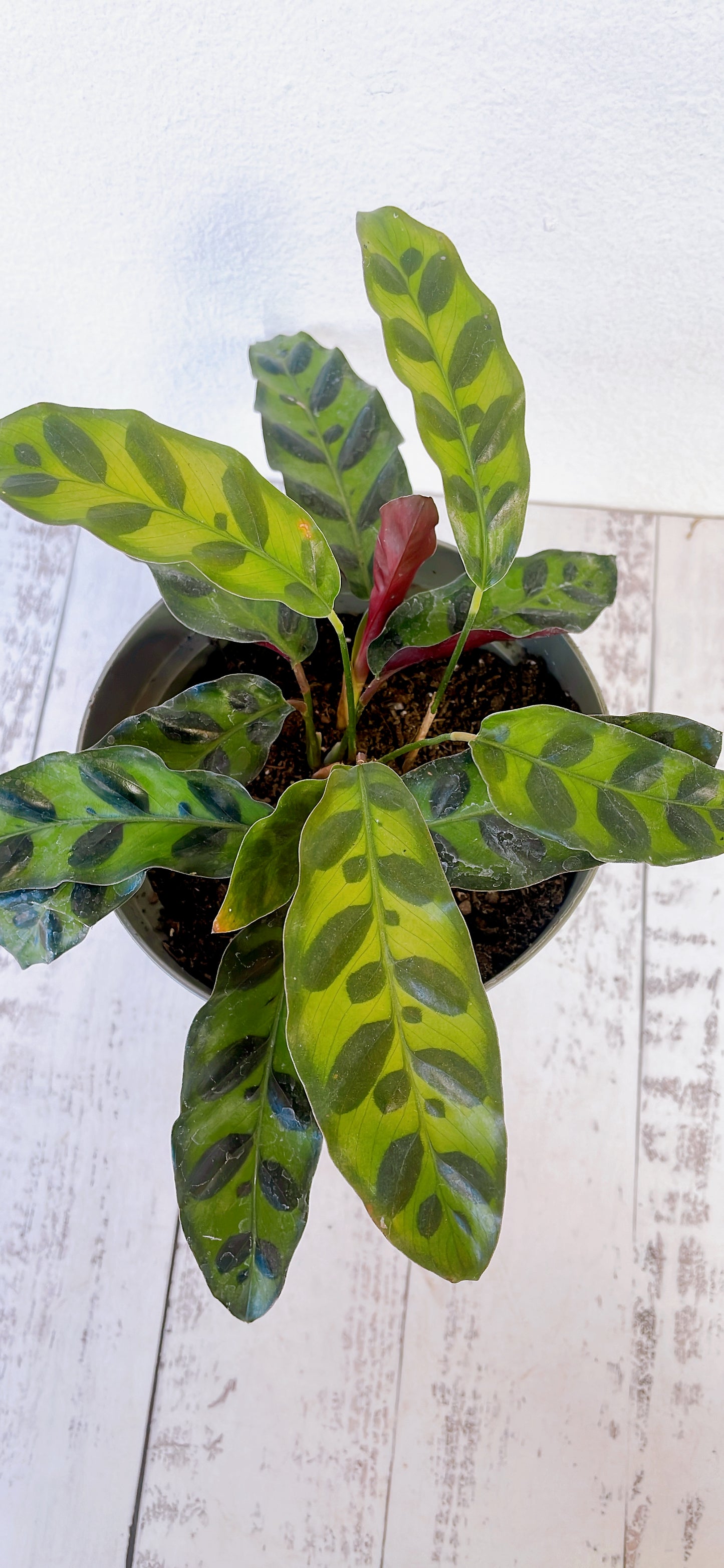 Calathea Lancifolia