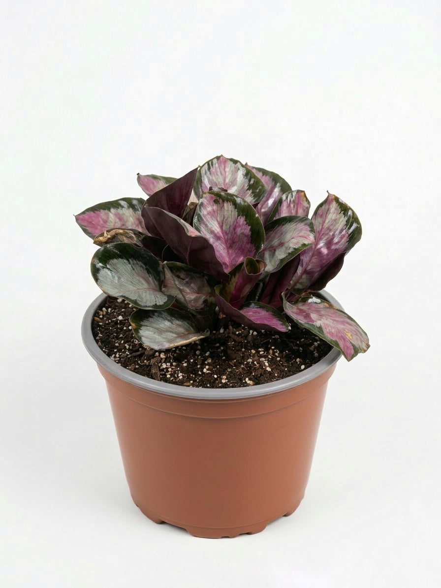 Calathea Roseopicta
