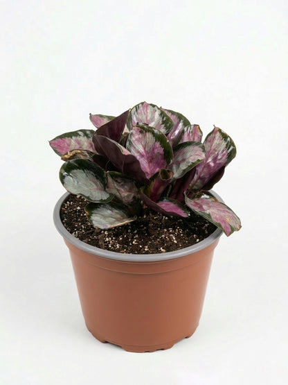 Calathea Roseopicta