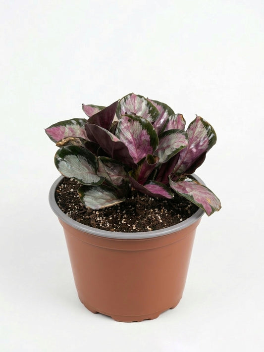 Calathea Roseopicta