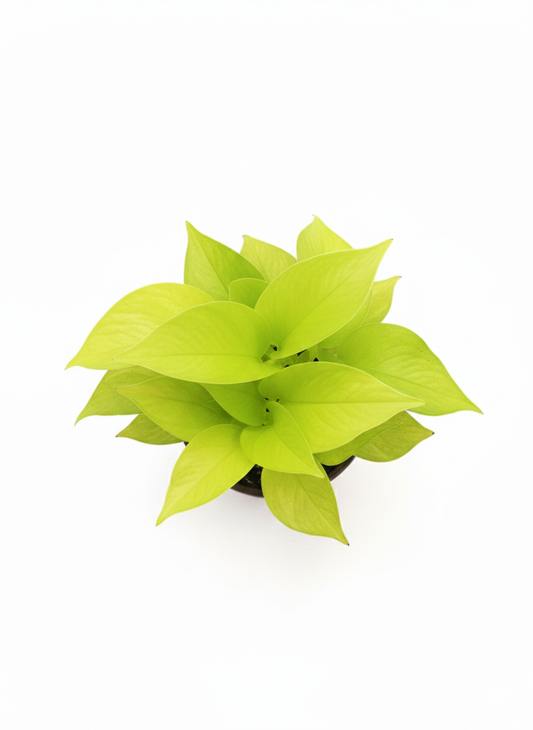 Pothus Golden lemon