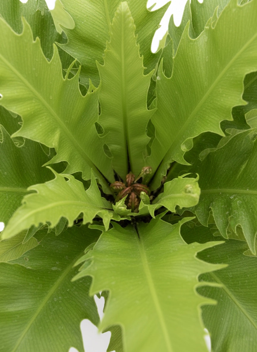 Asplenium Nidus Venus
