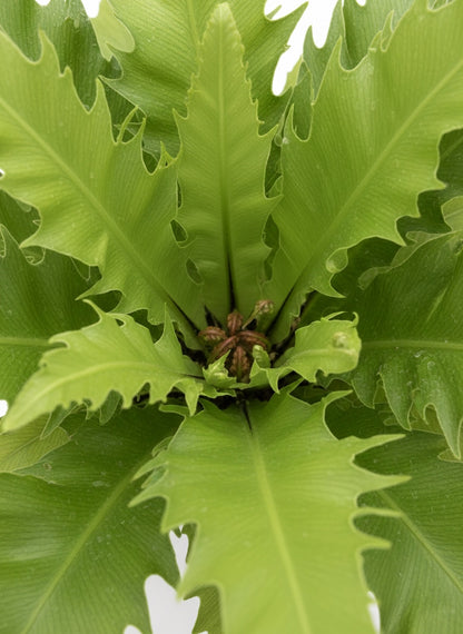 Asplenium Nidus Venus