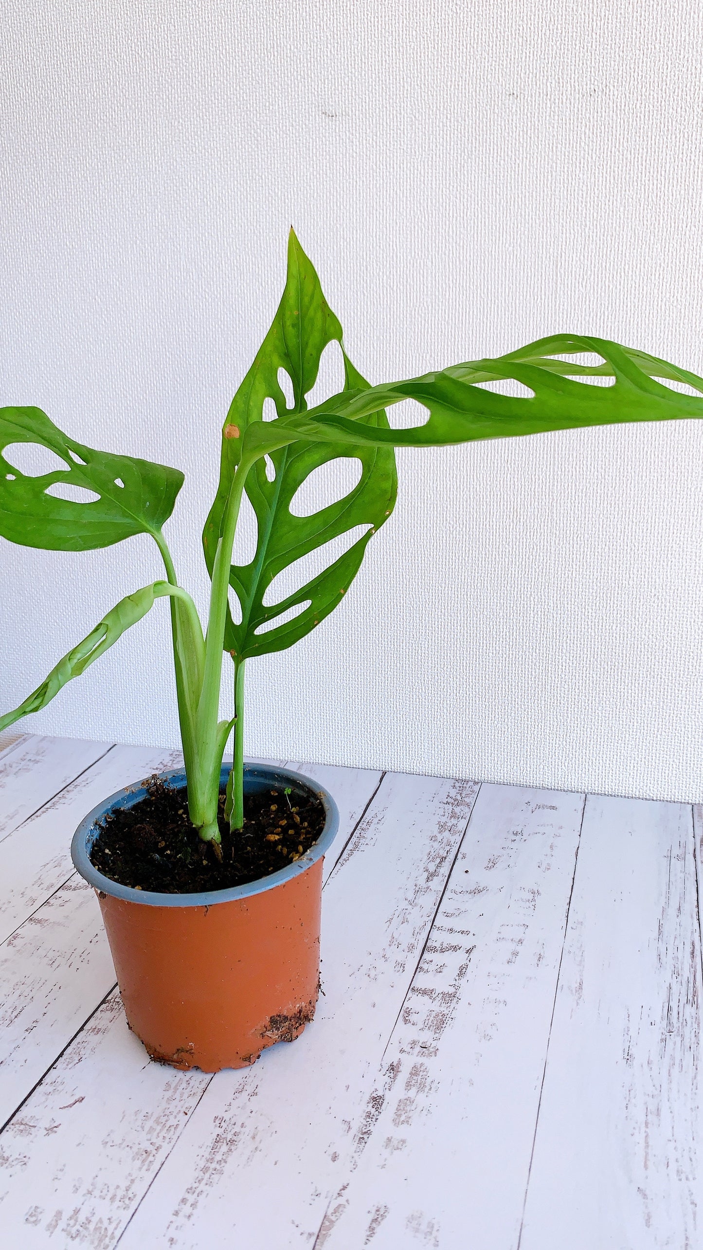 Monstera Adansonni