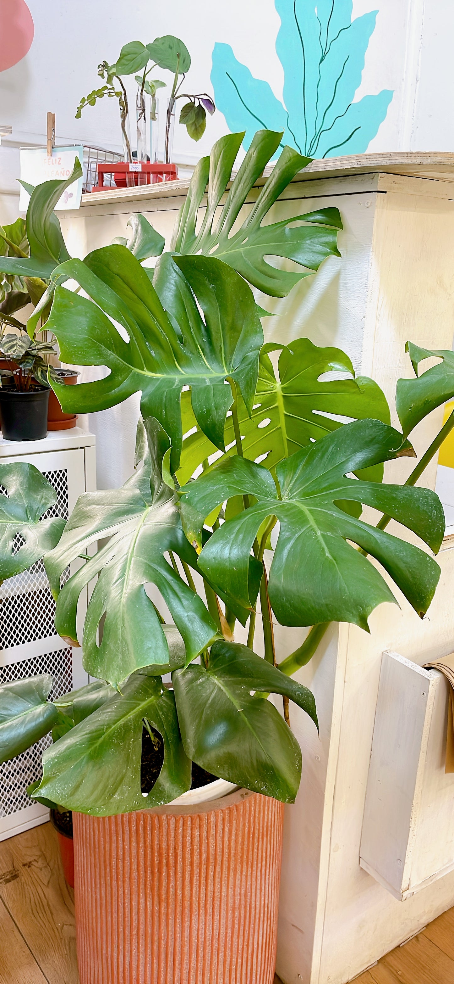 Monstera Deliciosa 1 metro