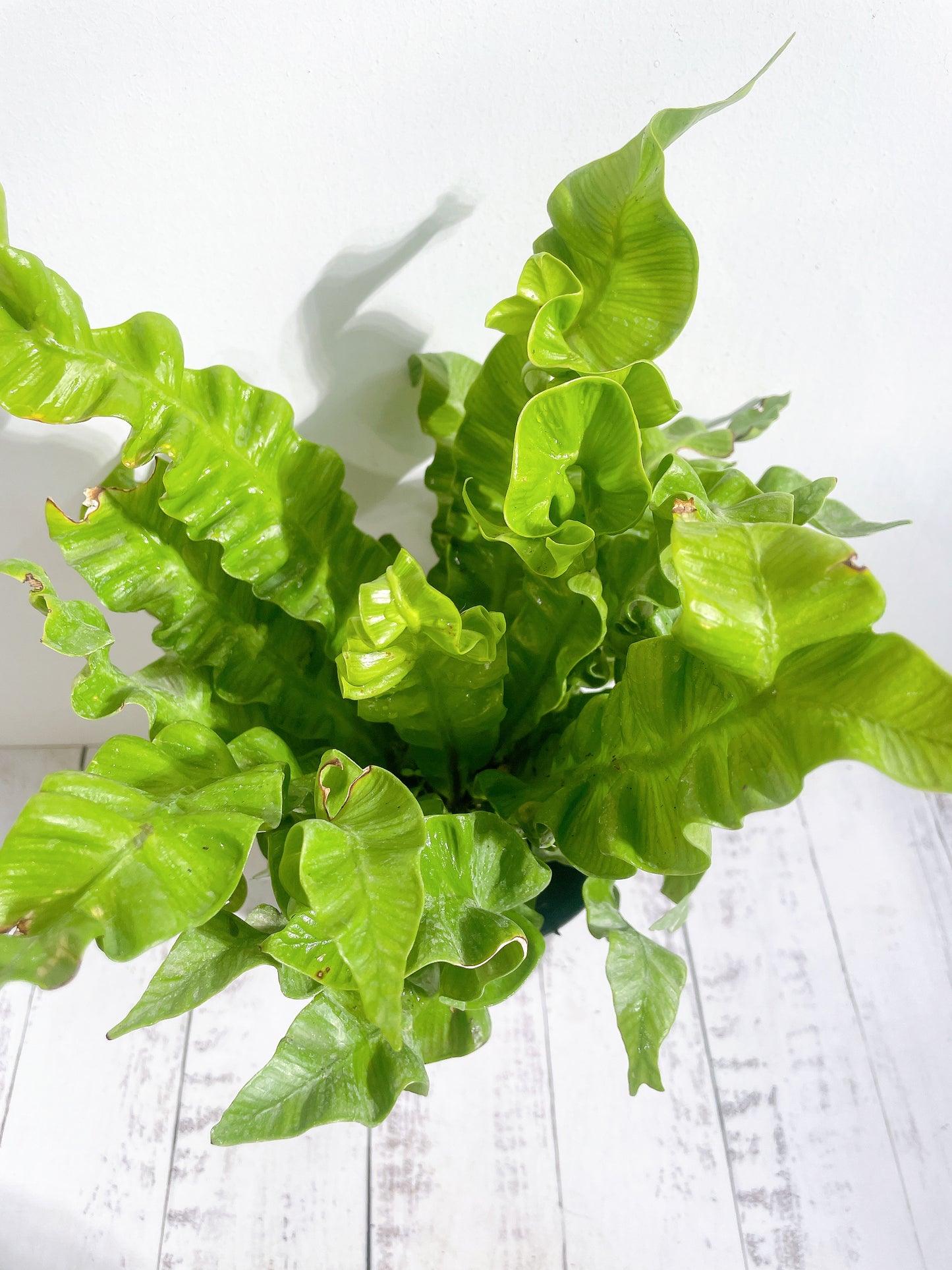 Helecho Asplenium Nidus Crispy