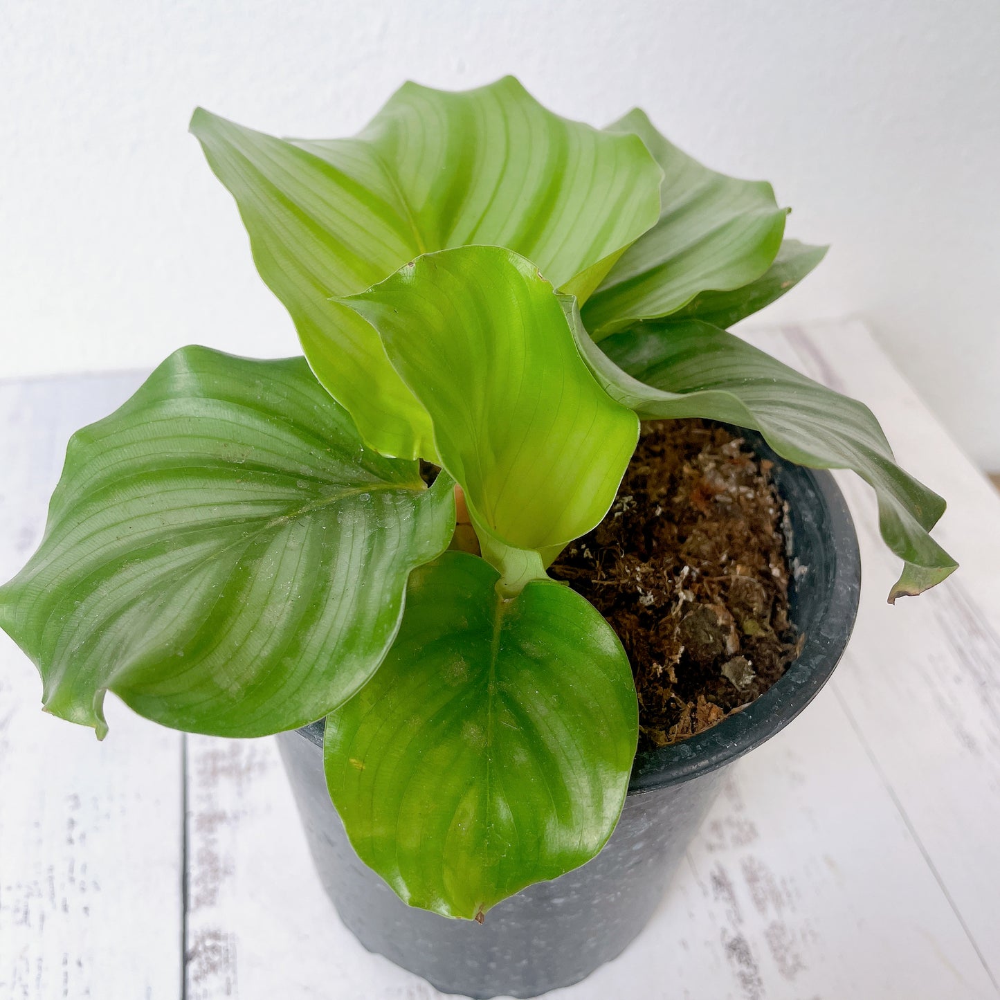 Calathea Orbifolia