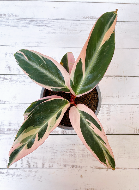 Calathea Stromanthe triostar