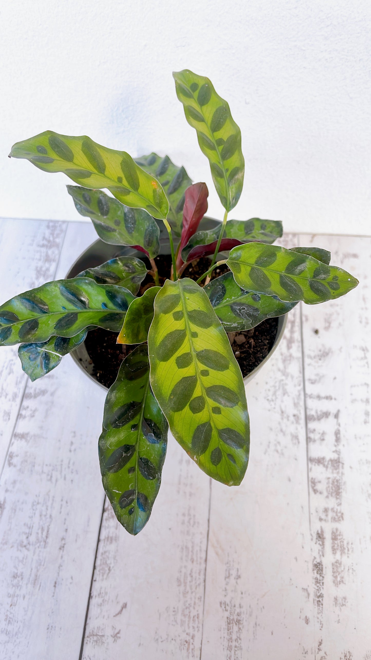 Calathea Lancifolia