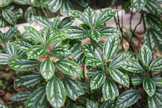 Pilea Cardierei