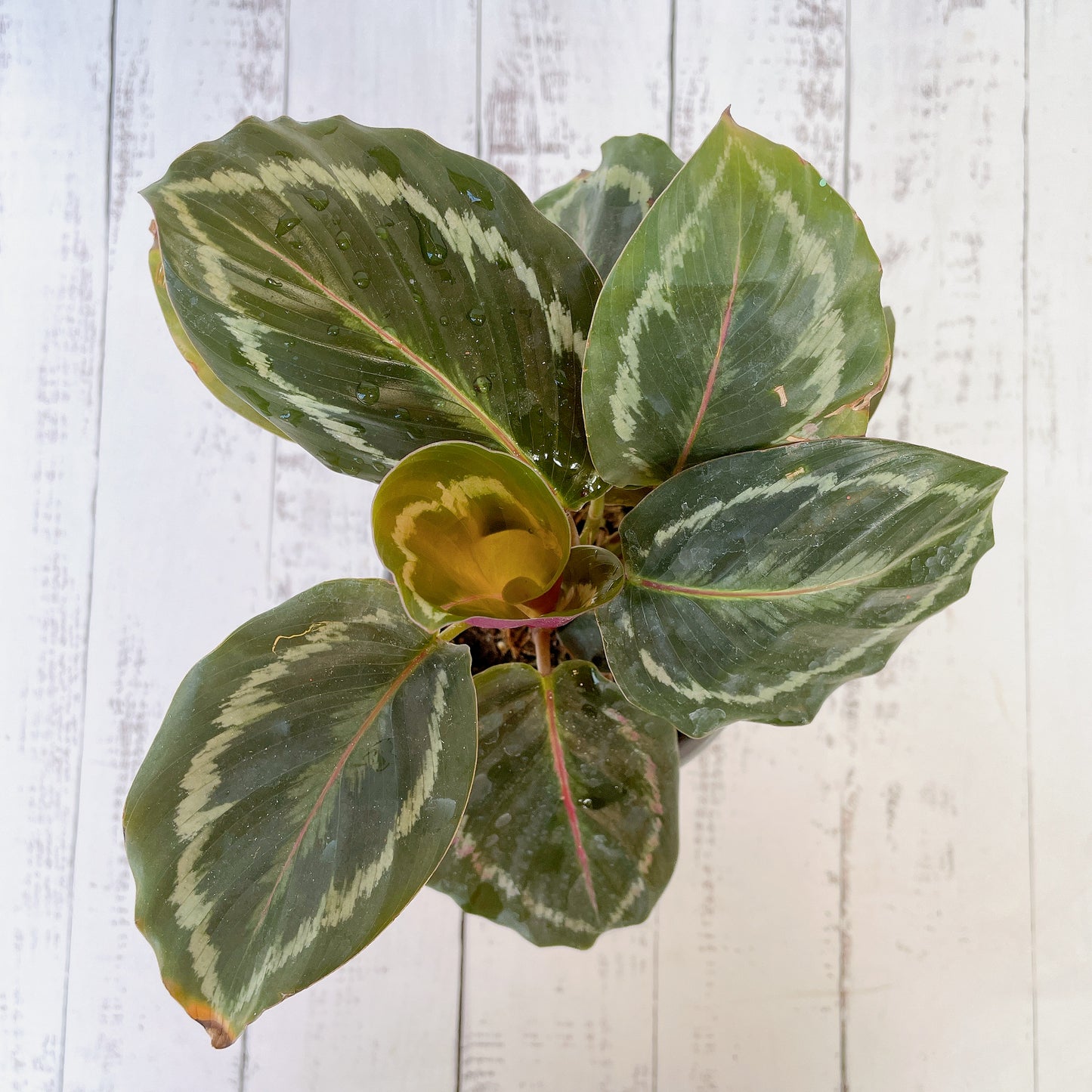 Calathea Medallion