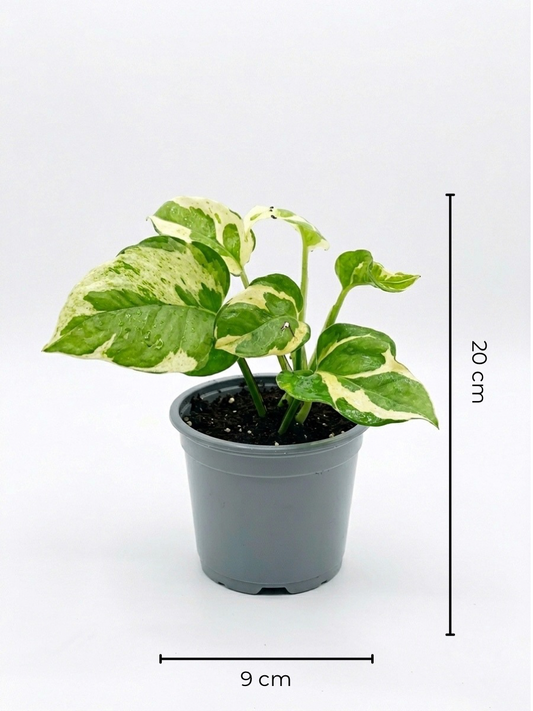 Pothos N’Joy Pearl and Jade Mini – Planta de interior 🌿