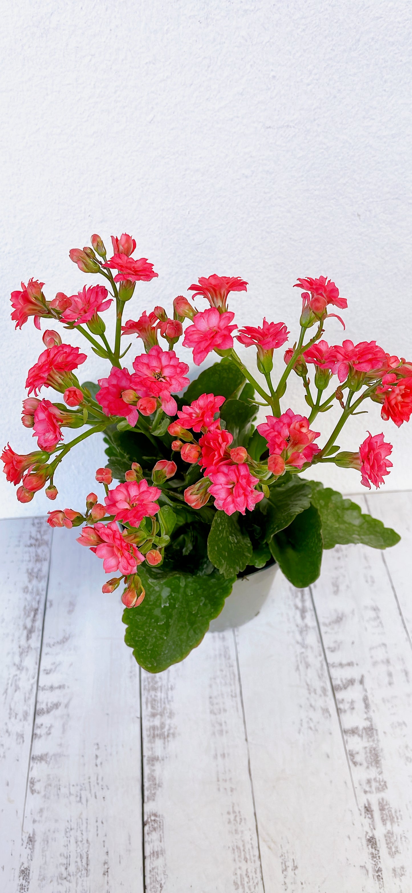 Kalanchoe florido