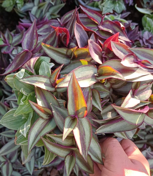 Tradescantia Zebrina