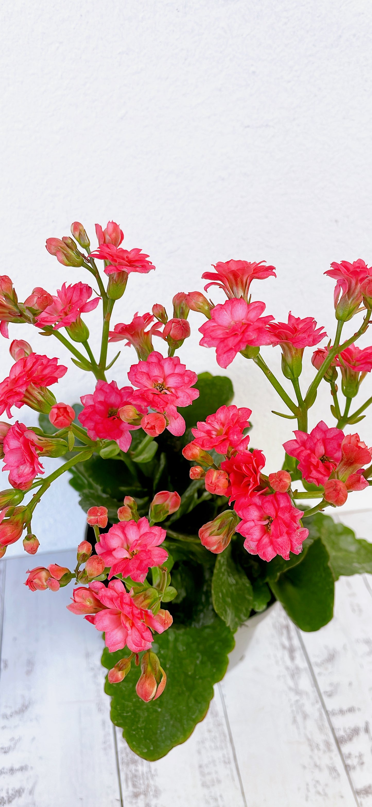 Kalanchoe florido