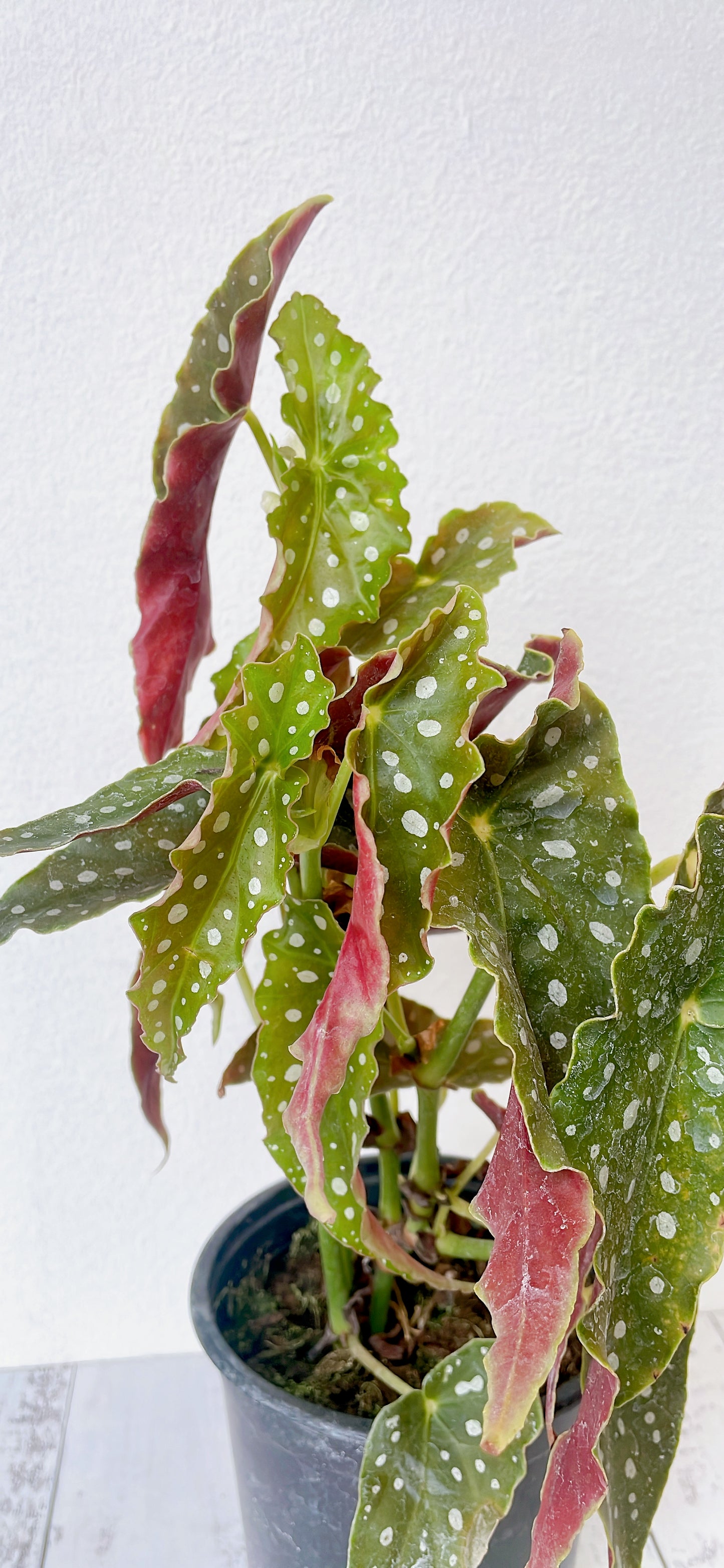 Begonia Maculata