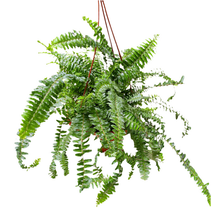 Helecho peineta Colgante