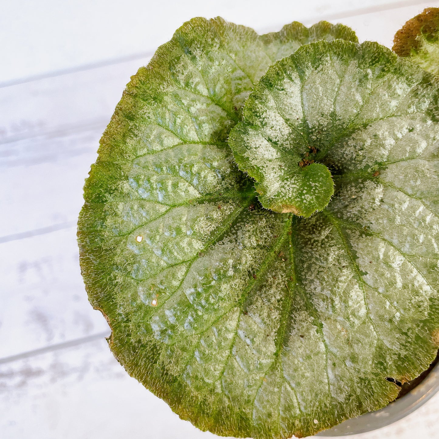 Begonia Caracol