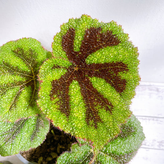 Begonia Cruz de Hierro