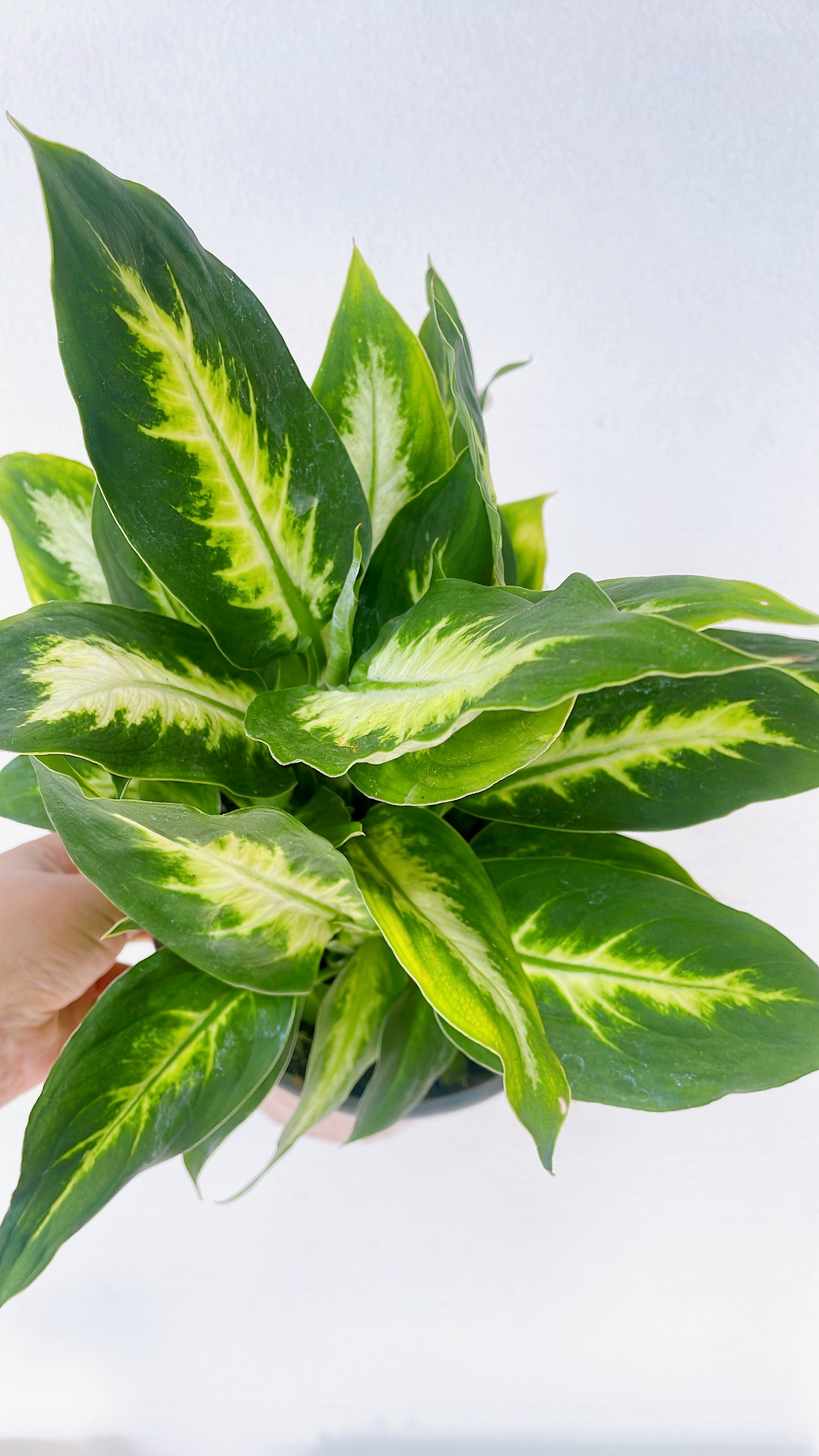 Dieffenbachia