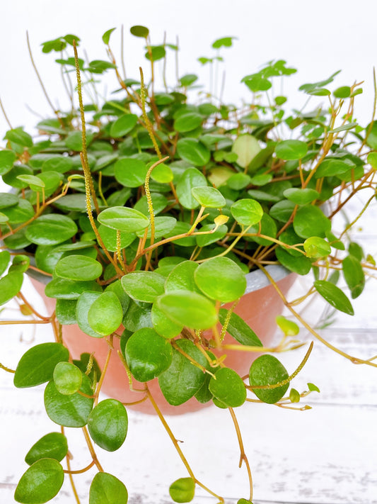 Peperomia pepperspot
