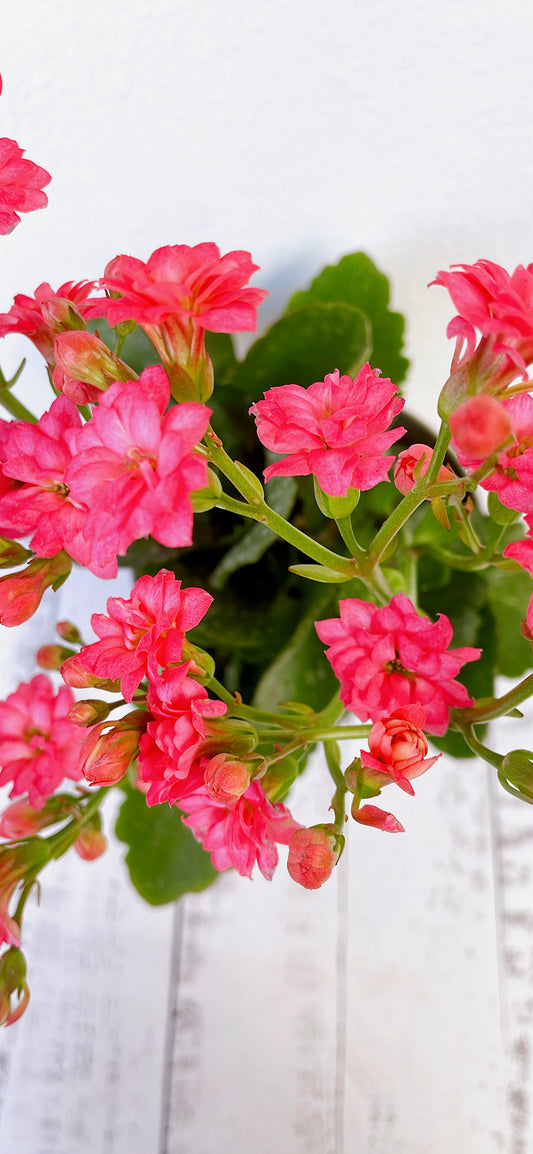 Kalanchoe florido