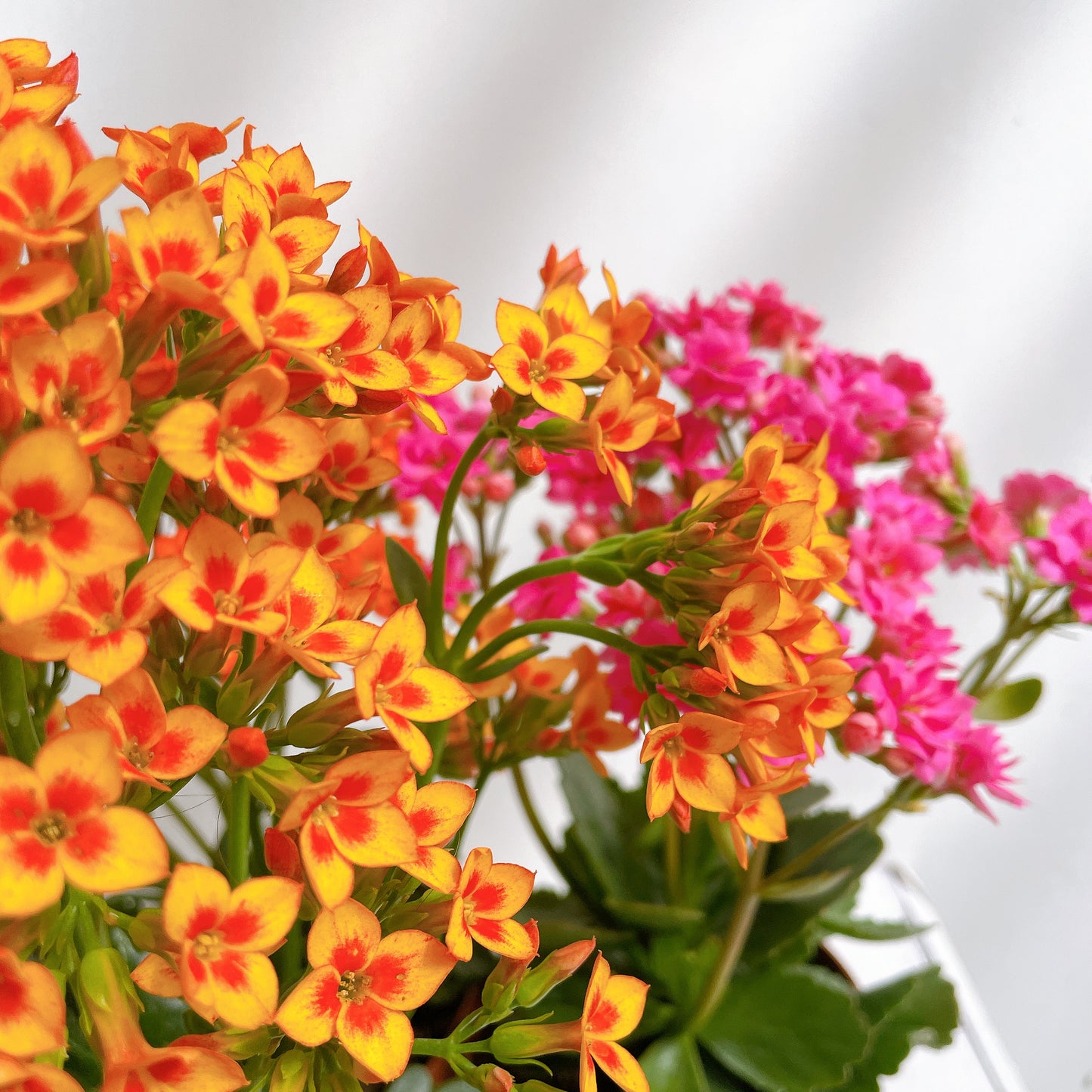 Kalanchoe florido