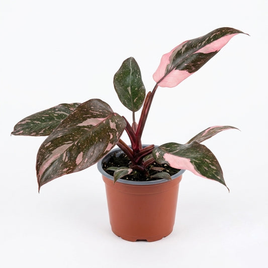 Philodendro Pink Galaxy