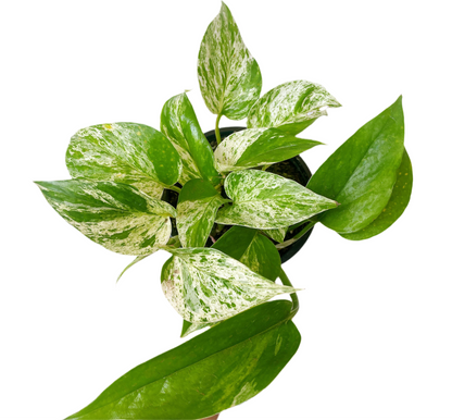 Pothus Marble Queen (epipremnum aureum)