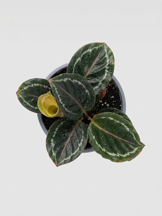 Calathea Medallion Mini – Planta de interior 🌿