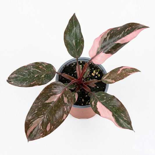 Philodendro Pink Galaxy