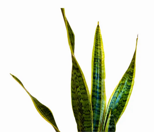 Sansevieria Laurentii