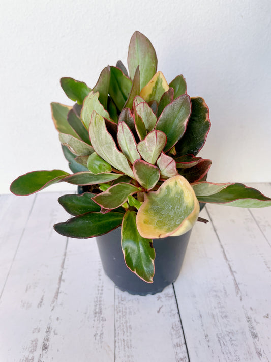 Peperomia ginny