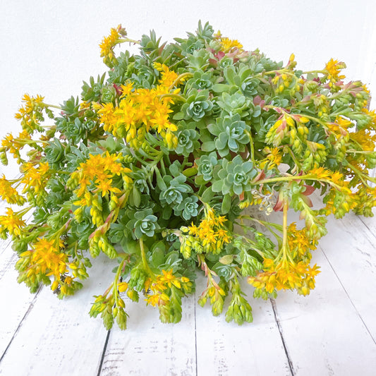 Sedum Palmerí