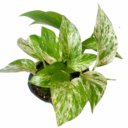 Pothus Marble Queen (epipremnum aureum)