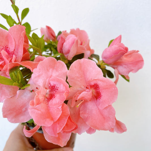 Azaleas