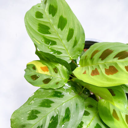 Maranta Kerchoveana variegada