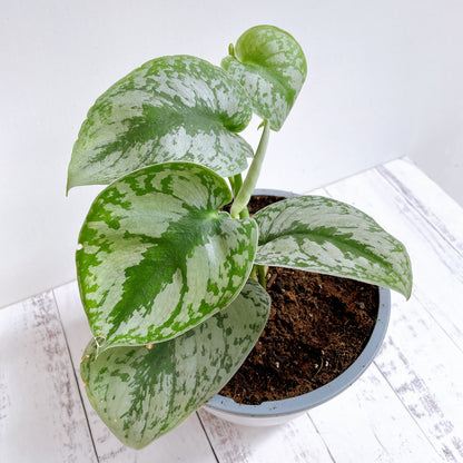 Scindapsus Pictus exótica