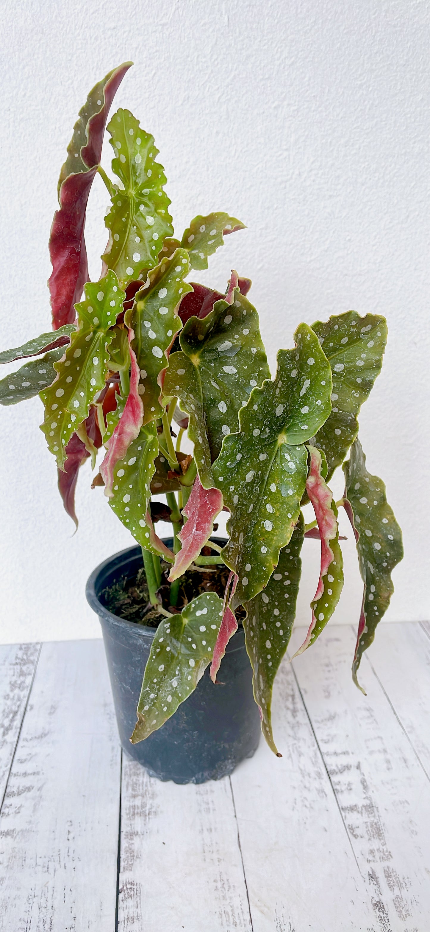 Begonia Maculata