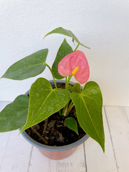 Anthurium Rojo