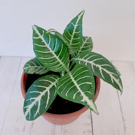 Aphelandra