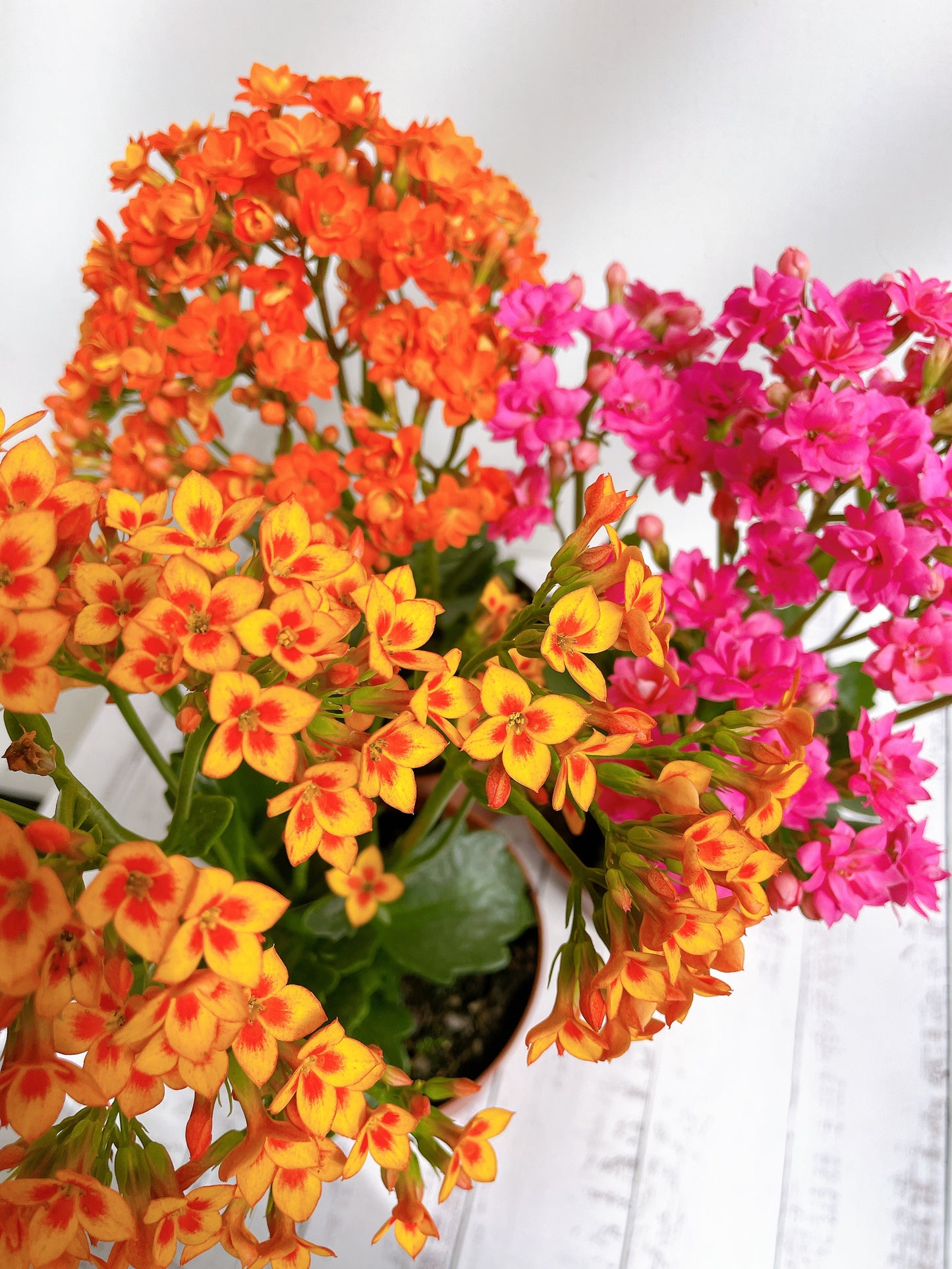 Kalanchoe florido