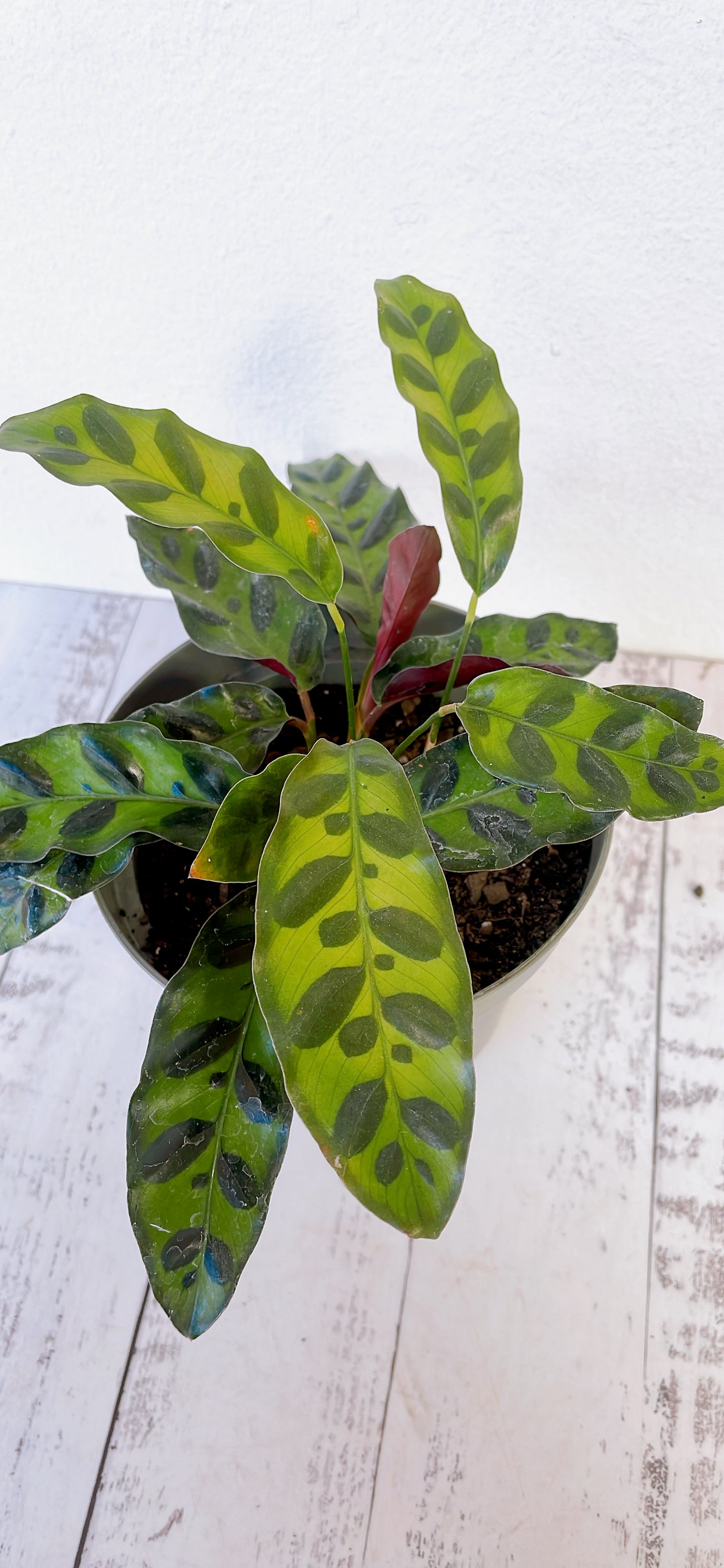 Calathea Lancifolia