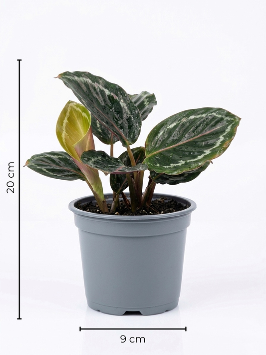 Calathea Medallion Mini – Planta de interior 🌿