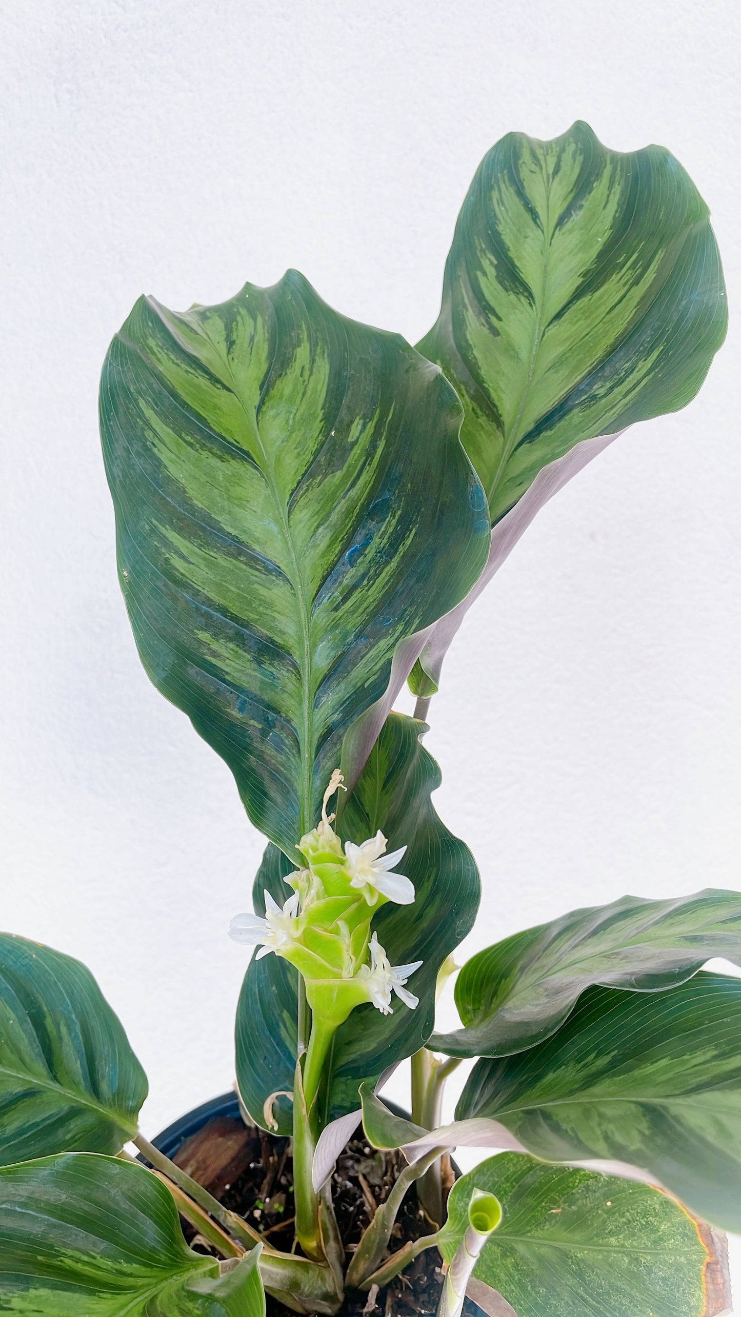 Calathea Albertii