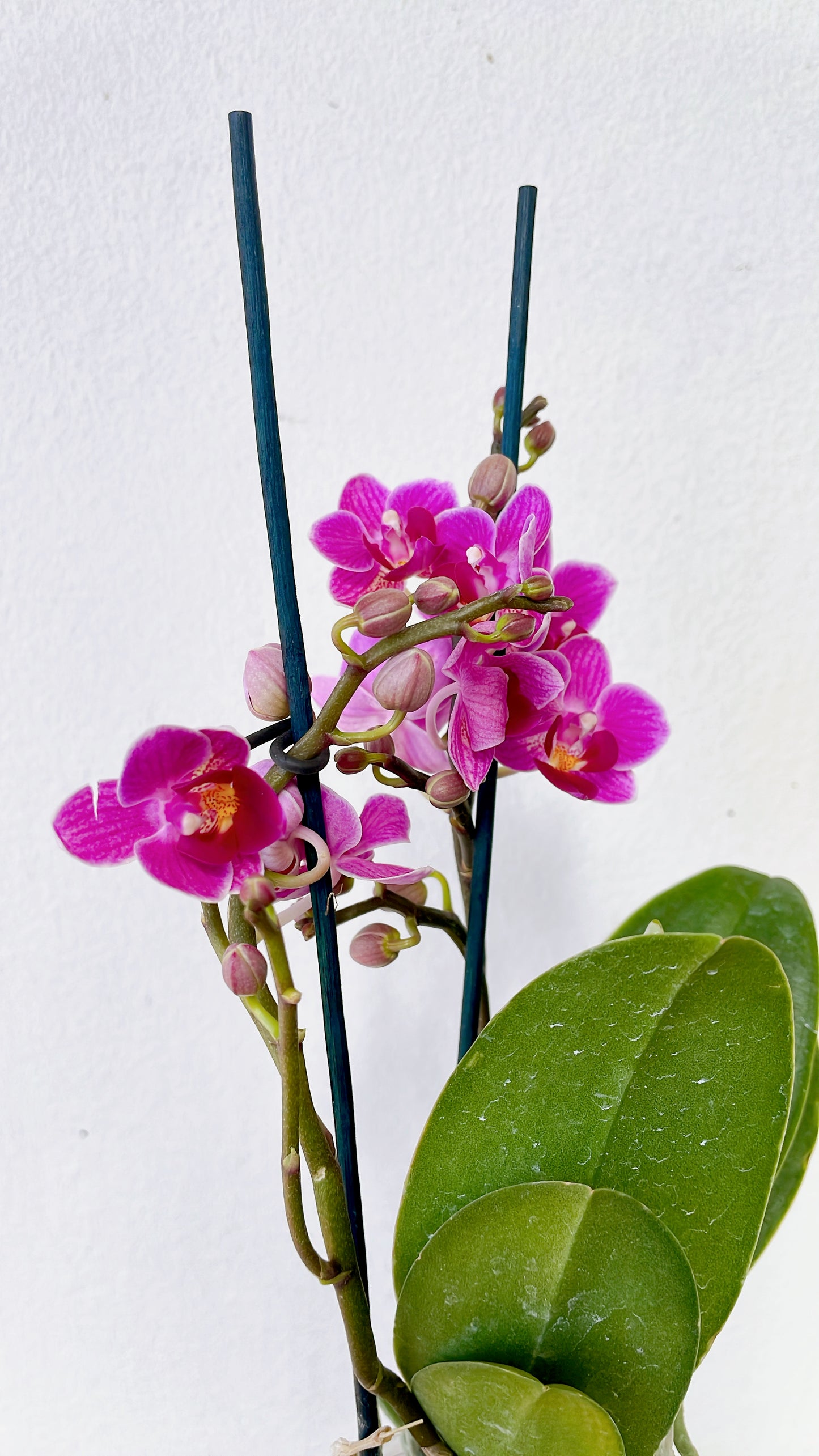 Orquídea