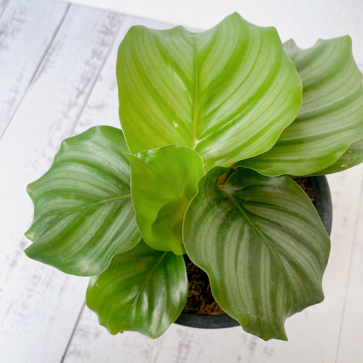 Calathea Orbifolia