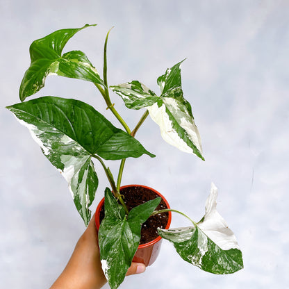 Singonio variegado