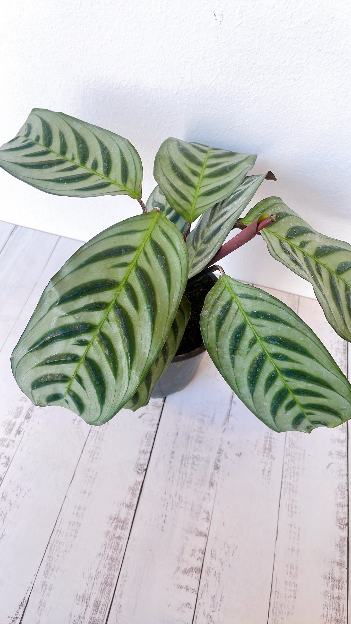 Calathea Burle Max